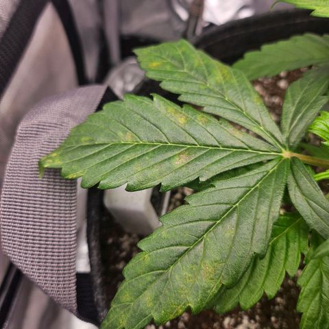 Original Auto Northern Lights growlog timeline photo