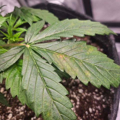 Original Auto Northern Lights growlog timeline photo