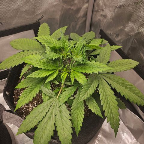 Original Auto BubbleGum growlog timeline photo