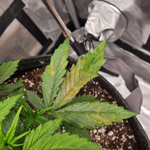 Original Auto Northern Lights growlog photo: Feel the burn