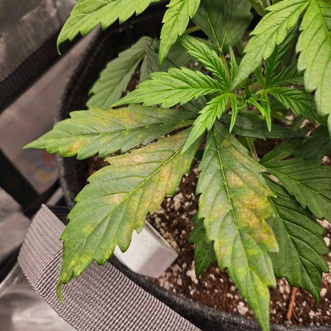 Original Auto Northern Lights growlog photo: Feel the burn