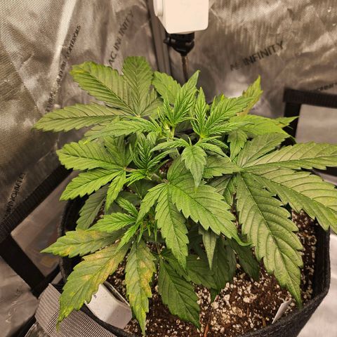 Original Auto Northern Lights growlog photo: Feel the burn