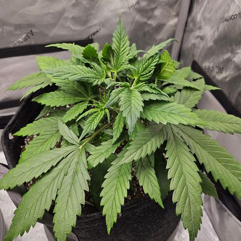 Original Auto BubbleGum growlog photo: BG looking good.