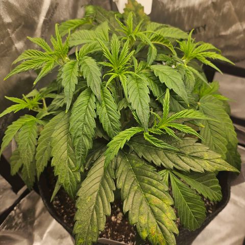 Original Auto Northern Lights growlog timeline photo