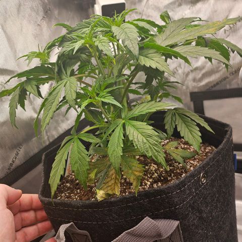 Original Auto Northern Lights growlog timeline photo