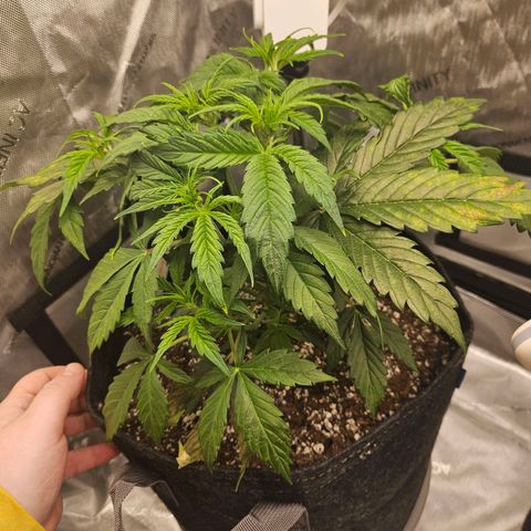 Original Auto Northern Lights growlog timeline photo