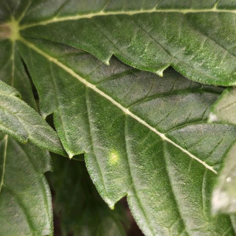 Original Auto BubbleGum growlog photo: Signs of burn possible.  Spots starting to form. 