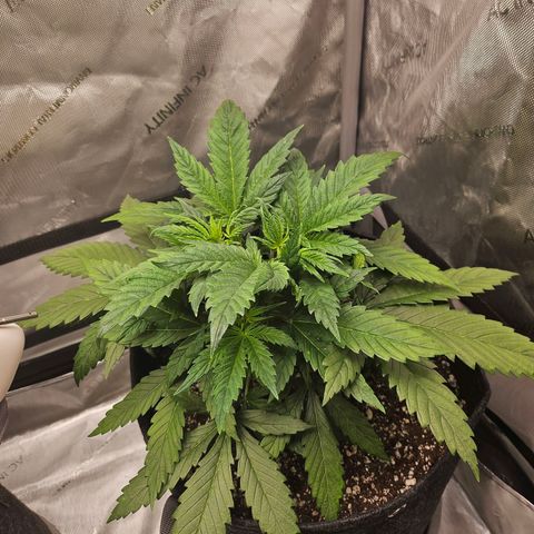 Original Auto BubbleGum growlog photo: Signs of burn possible.  Spots starting to form. 
