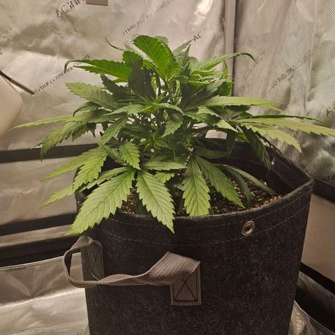 Original Auto BubbleGum growlog photo: Signs of burn possible.  Spots starting to form. 