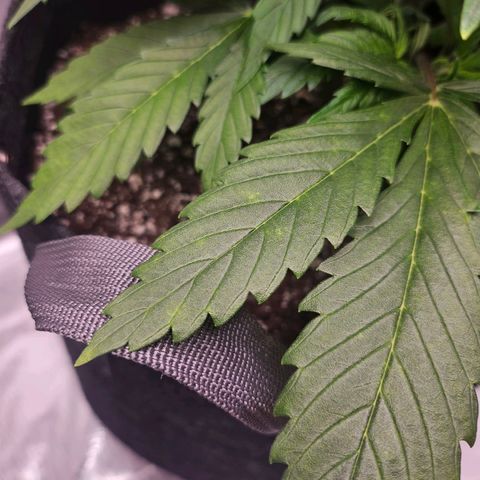 Original Auto BubbleGum growlog photo: Signs of burn possible.  Spots starting to form. 