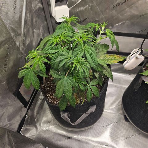 Original Auto Northern Lights growlog photo: Starting to stretch out