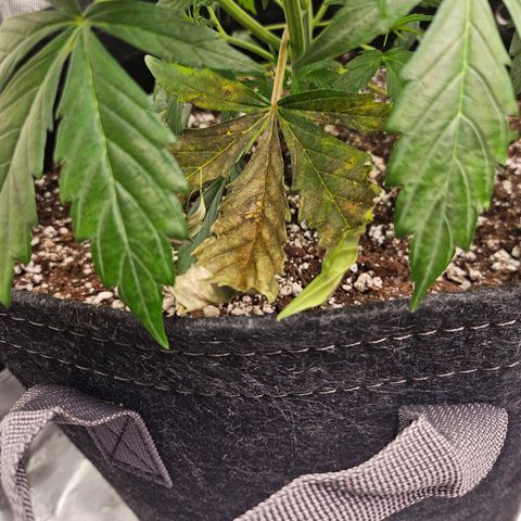 Original Auto Northern Lights growlog photo: Starting to stretch out