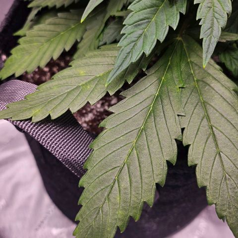 Original Auto BubbleGum growlog photo: Spots don't seem to be progressing as fast as NL did.  Instead of raising ppm this week, kept it at 400.
