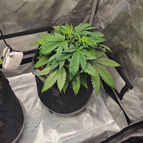 Original Auto BubbleGum growlog photo: Spots don't seem to be progressing as fast as NL did.  Instead of raising ppm this week, kept it at 400.