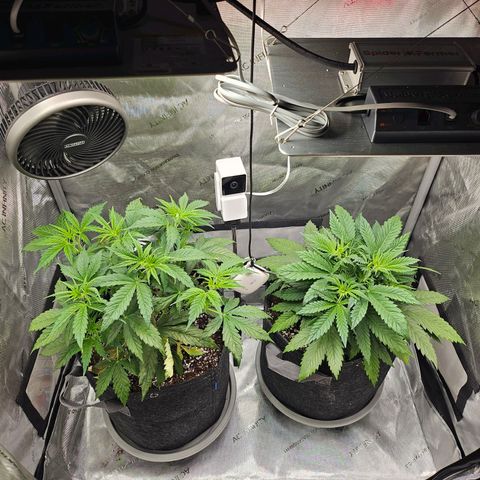 Super Silver Haze pot #1 growlog timeline photo