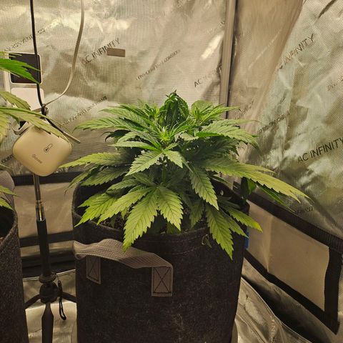 Original Auto BubbleGum growlog timeline photo