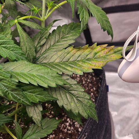 Original Auto Northern Lights growlog timeline photo