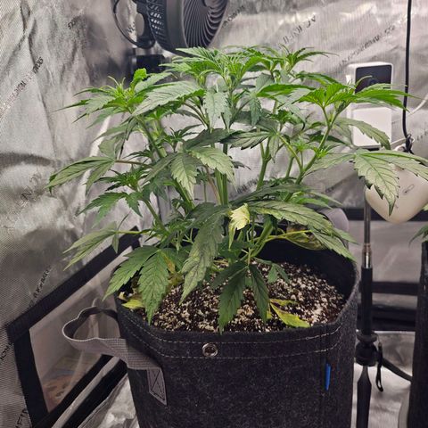 Original Auto Northern Lights growlog timeline photo