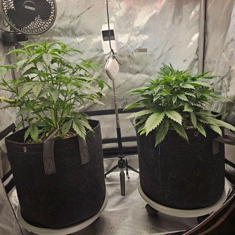 Super Silver Haze pot #1 growlog timeline photo