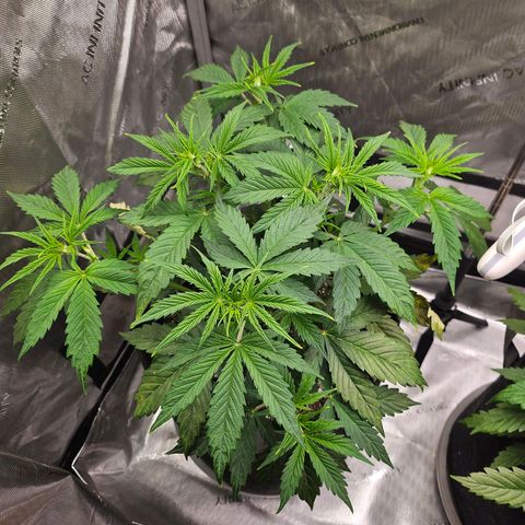 Original Auto Northern Lights growlog photo: Some tip burn. But overall looking ok.  Fed same ppm as last time to try and stabilize 