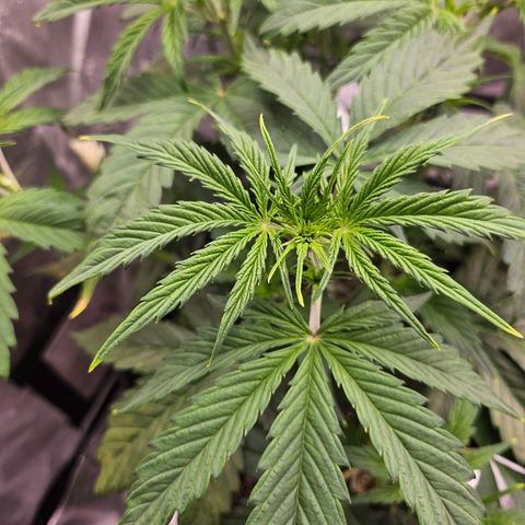 Original Auto Northern Lights growlog photo: Some tip burn. But overall looking ok.  Fed same ppm as last time to try and stabilize 