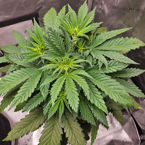 Original Auto BubbleGum growlog timeline photo