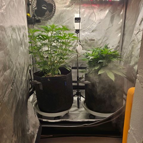 Super Silver Haze pot #1 growlog photo: Adjusted lights higher to lower ppfd