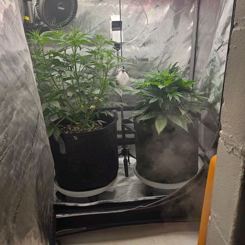 Super Silver Haze pot #1 growlog timeline photo