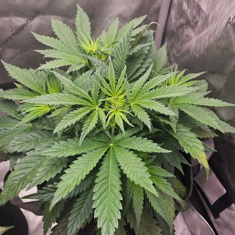 Original Auto BubbleGum growlog timeline photo