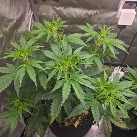 Original Auto Northern Lights growlog timeline photo