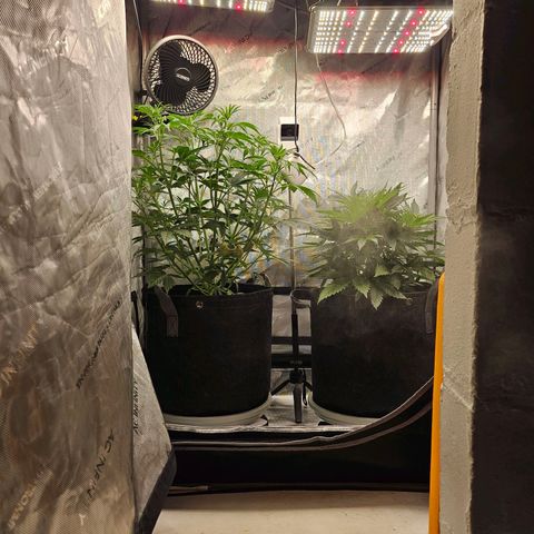 Super Silver Haze pot #1 growlog timeline photo