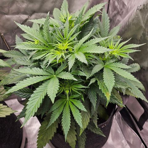 Original Auto BubbleGum growlog timeline photo