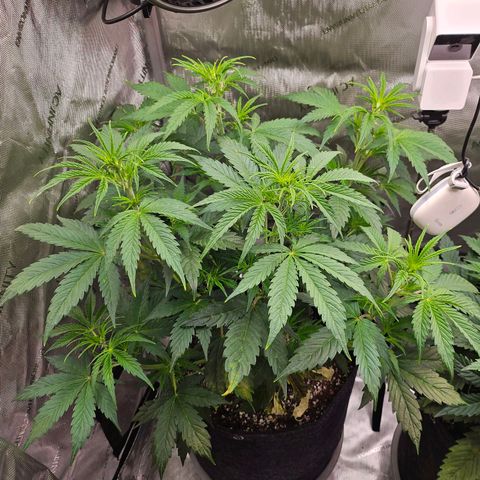 Original Auto Northern Lights growlog timeline photo