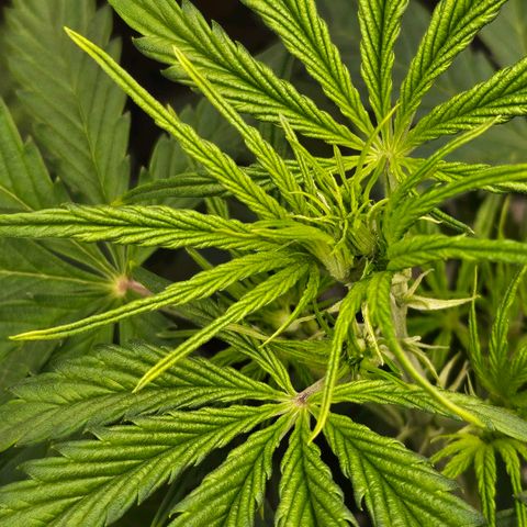 Original Auto Northern Lights growlog photo: Looking like flowering starting soon
