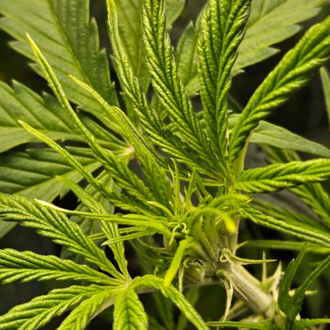 Original Auto Northern Lights growlog photo: Looking like flowering starting soon