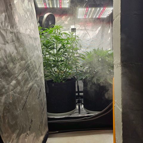 Super Silver Haze pot #1 growlog timeline photo