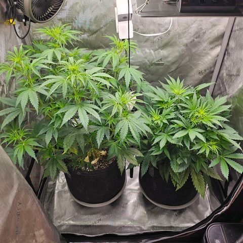 Super Silver Haze pot #1 growlog timeline photo