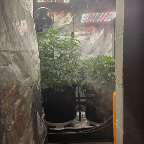 Super Silver Haze pot #1 growlog timeline photo