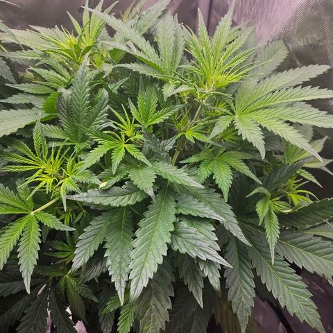 Original Auto BubbleGum growlog photo: Some lower yellowing, but don't see a lot of burnt tips