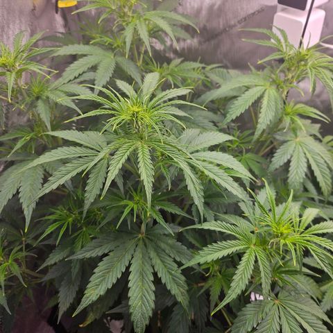 Original Auto Northern Lights growlog photo: Some yellow tips.  Brought back ppm to 305.