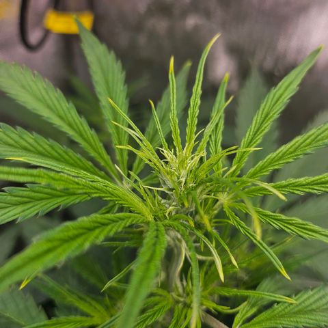 Original Auto Northern Lights growlog photo: Some yellow tips.  Brought back ppm to 305.