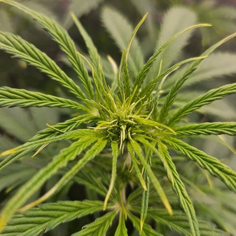 Original Auto Northern Lights growlog photo: Some yellow tips.  Brought back ppm to 305.