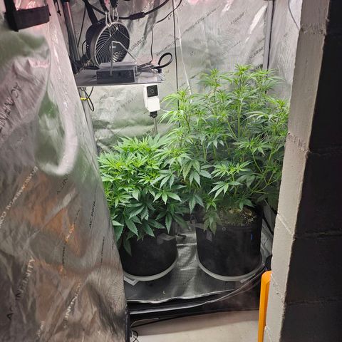 Super Silver Haze pot #1 growlog timeline photo