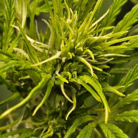 Original Auto Northern Lights growlog timeline photo