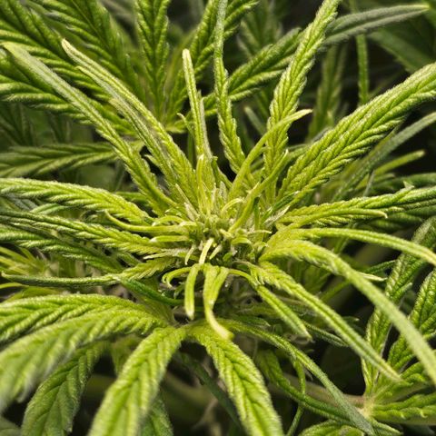 Original Auto BubbleGum growlog timeline photo