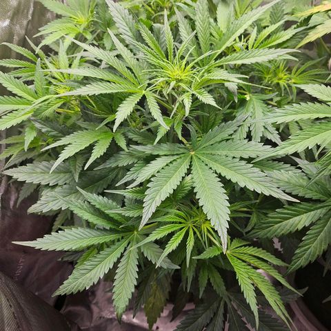 Original Auto BubbleGum growlog timeline photo