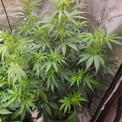 Original Auto Northern Lights growlog photo: Some defoliating 