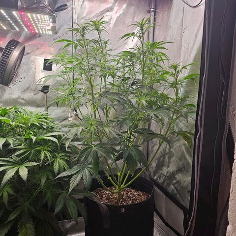 Original Auto Northern Lights growlog photo: Some defoliating 