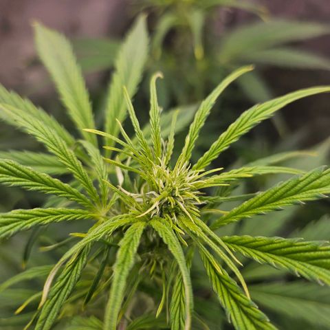 Original Auto Northern Lights growlog photo: Some defoliating 