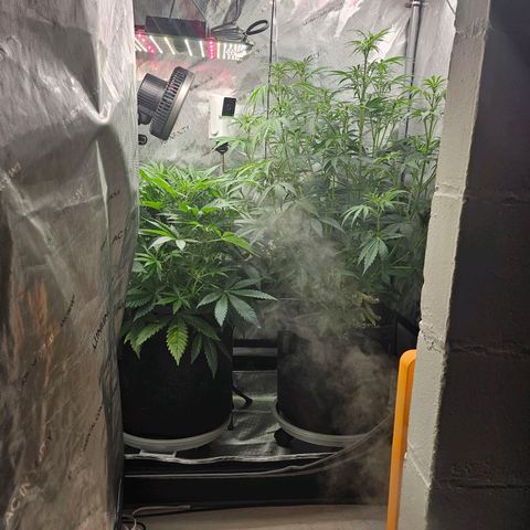Super Silver Haze pot #1 growlog timeline photo